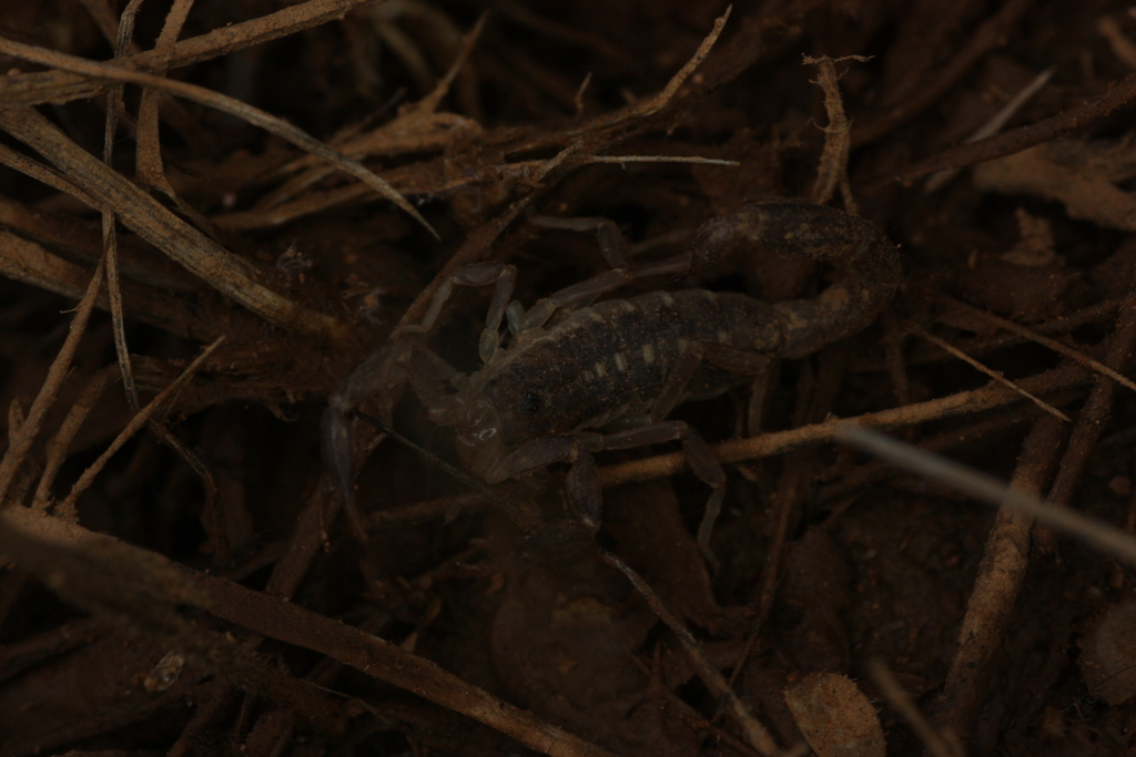 lesser stripetail scorpion