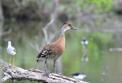 Dendrocygna arborea