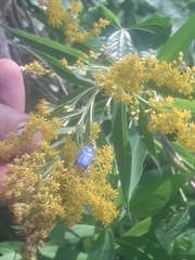 Hoplia coerulea