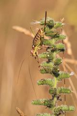 Ephippiger discoidalis