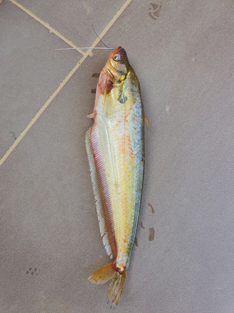 Butter Catfish