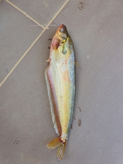 Butter Catfish photo 1