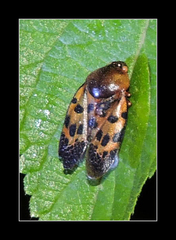 Homalostethus tabulatus