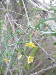 Ibervillea sonorae sonorae