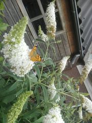 Vanessa cardui
