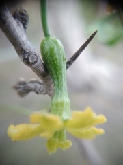 Ibervillea sonorae sonorae