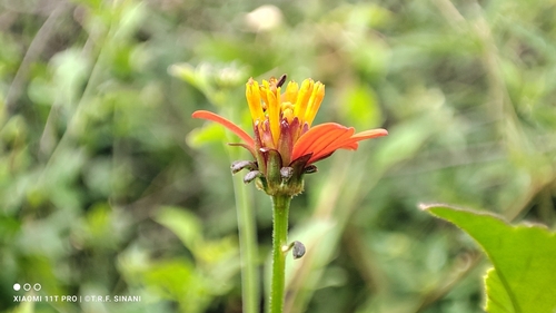 Image of Ridge Beggarticks (Bidens gardneri) by (c) Thomaz Ricardo Favreto Sinani, some rights reserved (CC BY)