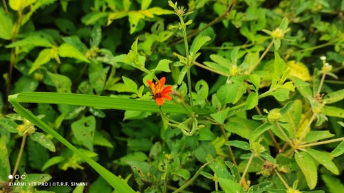 Image of Bidens gardneri by (c) Thomaz Ricardo Favreto Sinani, some rights reserved (CC BY)