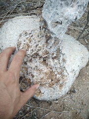 Ibervillea sonorae sonorae