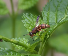 Euodynerus hidalgo hidalgo