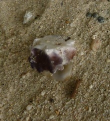 Saccostrea
