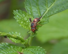 Euodynerus hidalgo hidalgo