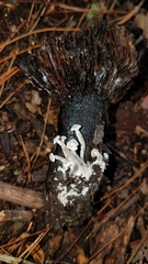Asterophora lycoperdoides