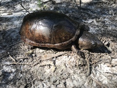 Sternotherus intermedius