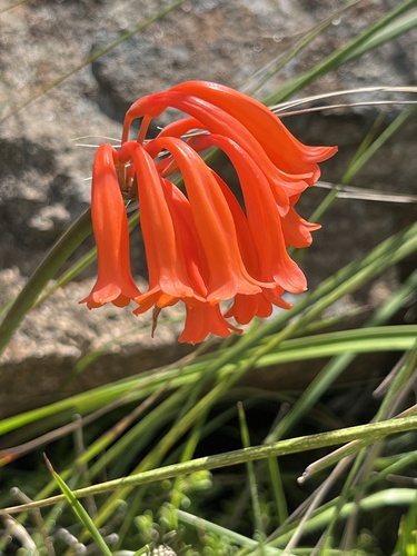 Red Dobo Lily (Cyrtanthus rotundilobus)