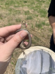 Plestiodon septentrionalis