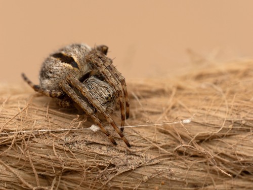 Gorse Orbweaver
