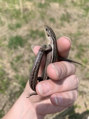 Plestiodon septentrionalis