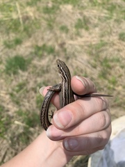 Plestiodon septentrionalis