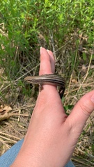 Plestiodon septentrionalis