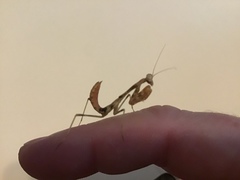 Stagmomantis