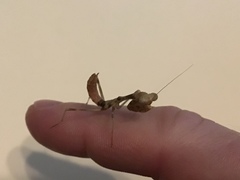 Stagmomantis