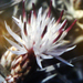 Centaurea horrida - Photo no rights reserved, uploaded by Peter de Lange