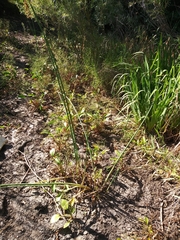 Schoenoplectus tabernaemontani