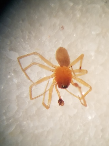 Masoncus conspectus