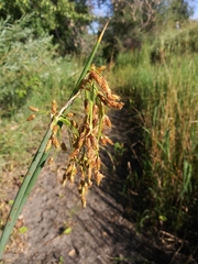 Schoenoplectus tabernaemontani