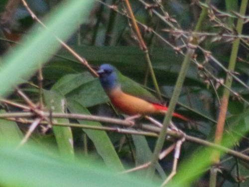 Pin-tailed Parrotfinch (Erythrura prasina), photo 4