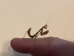 Stagmomantis