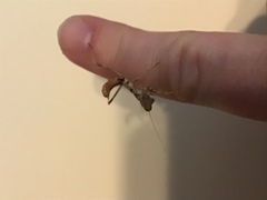 Stagmomantis
