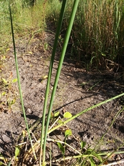 Schoenoplectus tabernaemontani