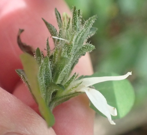 Image of Isoglossa ciliata by (c) Nicola van Berkel, some rights reserved (CC BY-SA)