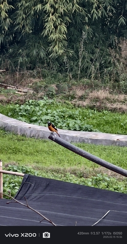 Daurian Redstart