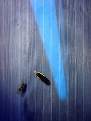 Nothris lemniscellus