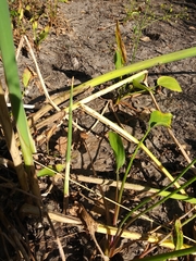 Schoenoplectus tabernaemontani