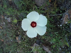 Hibiscus biseptus