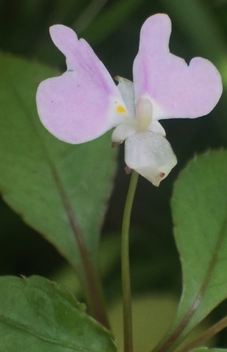 Image of Impatiens hochstetteri by (c) Nicola van Berkel, some rights reserved (CC BY-SA)