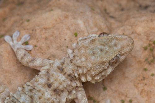 Tarentola fascicularis wolfgangi