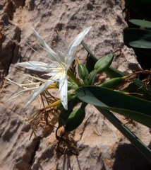 Pancratium illyricum