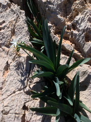 Pancratium illyricum