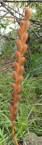 Slender Watsonia (Watsonia galpinii)