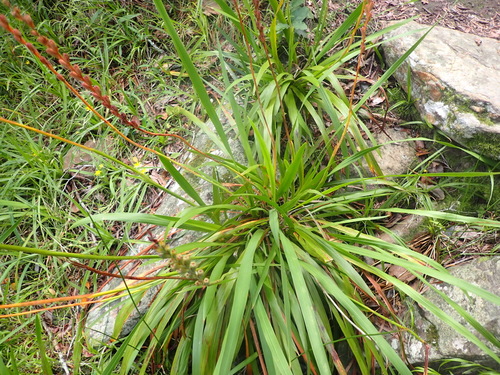 Image of Watsonia galpinii by (c) Nicola van Berkel, some rights reserved (CC BY-SA)