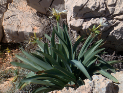 Pancratium illyricum