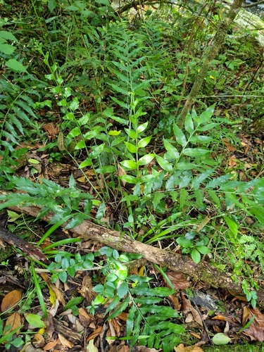 Asplenium laciniatum observed 2025-02-14