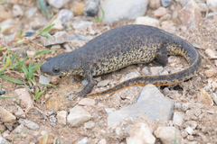 Algerian Ribbed Newt photo 1