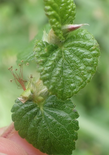 Image of Cliffortia odorata by (c) Nicola van Berkel, some rights reserved (CC BY-SA)