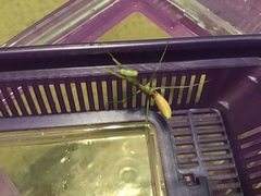 Stagmomantis limbata